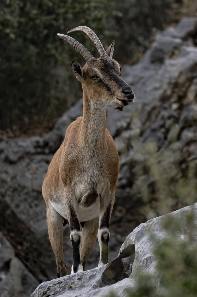 Koruma altındaki yaban keçileri Toros dağlarında görüntülendi - Resim: 34