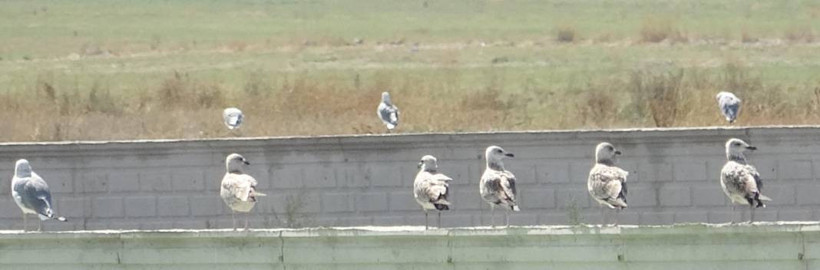 Yağmur sularıyla Erzurum Ovası’nda 30 'kuş cenneti' oluştu - Resim: 1