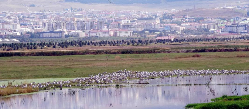Yağmur sularıyla Erzurum Ovası’nda 30 'kuş cenneti' oluştu - Resim: 10