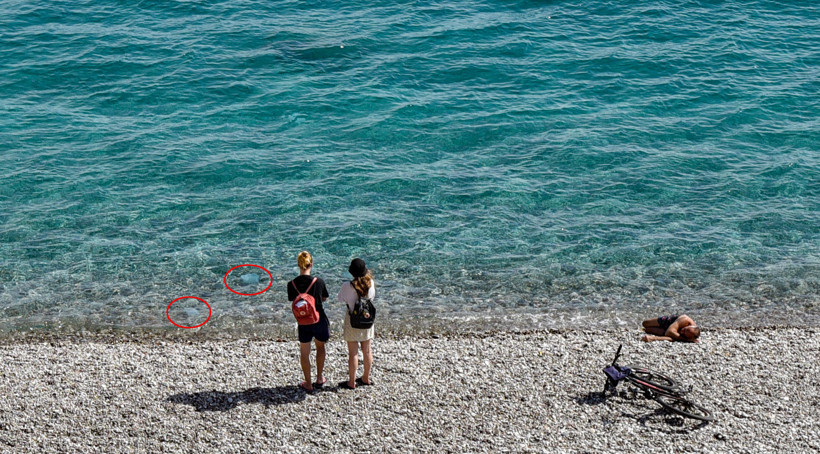 antalya-sahillerinde-denizanasi-tedir-37640-2.jpg