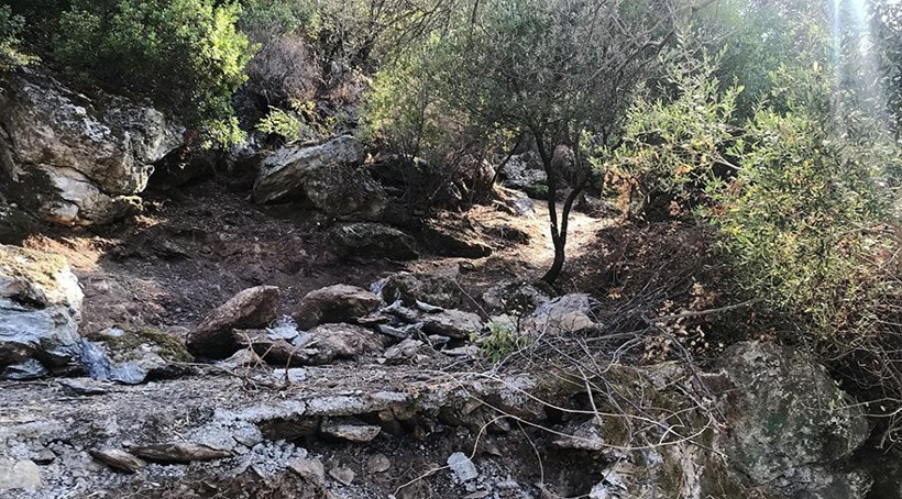 İş adamının arazisine yol açmak için koruma altındaki Cennet Adası'nda ağaç katliamı - Resim : 1