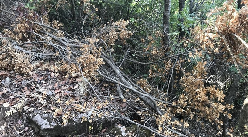İş adamının arazisine yol açmak için koruma altındaki Cennet Adası'nda ağaç katliamı - Resim : 2
