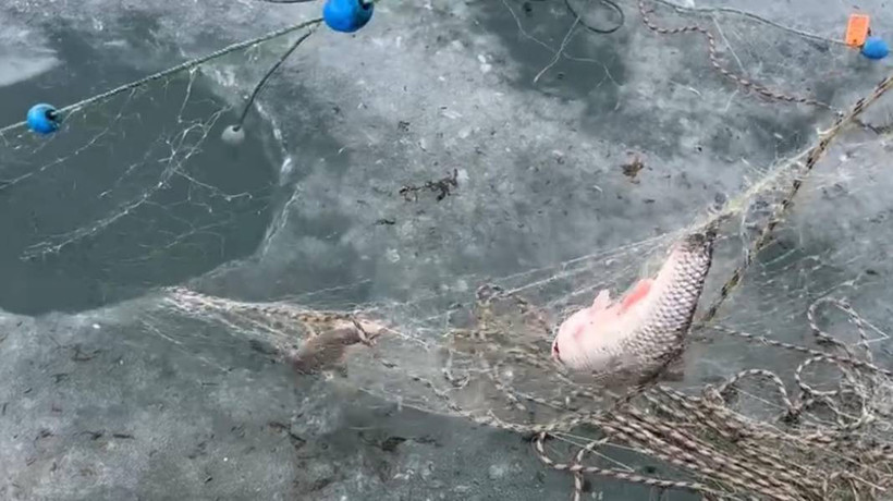 Çıldır Gölü'nde eskimo usulü atılan ağlar çekildi - Resim: 4