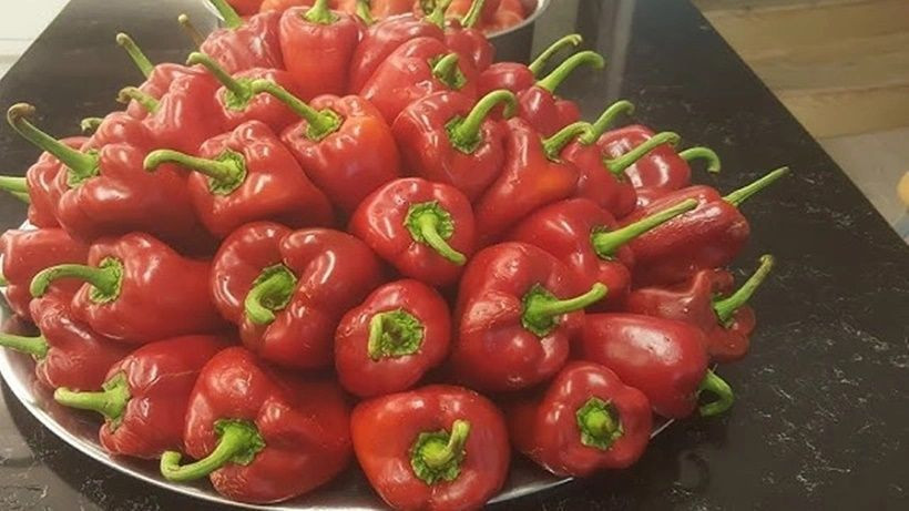 Kapya biber salçası yaparken işe yarar tüyo: Bakın nasıl hazırlanıyor - Resim: 3