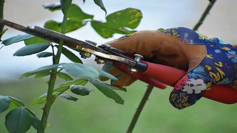 Şubat ayı girmeden budanması gereken 5 ağaç ve bitki! Daha iyi büyüyecekler - Resim: 1