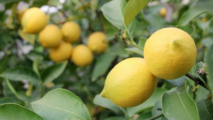 Limon sıkmak için saatler harcamayın! Tek bir hareketle suyu daha çok çıkıyor - Resim: 2