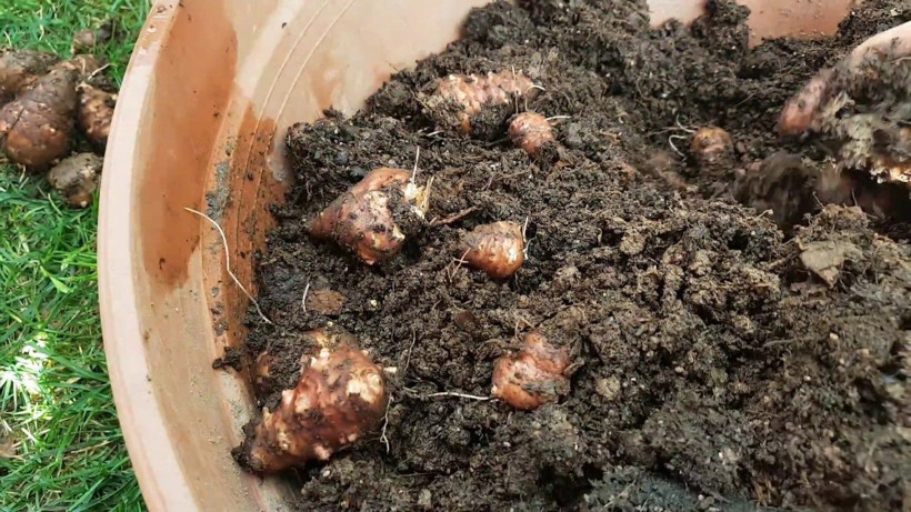 Hasadı birçok yerde sona erdi: Uzmanlara göre altından bile değerli - Resim: 1