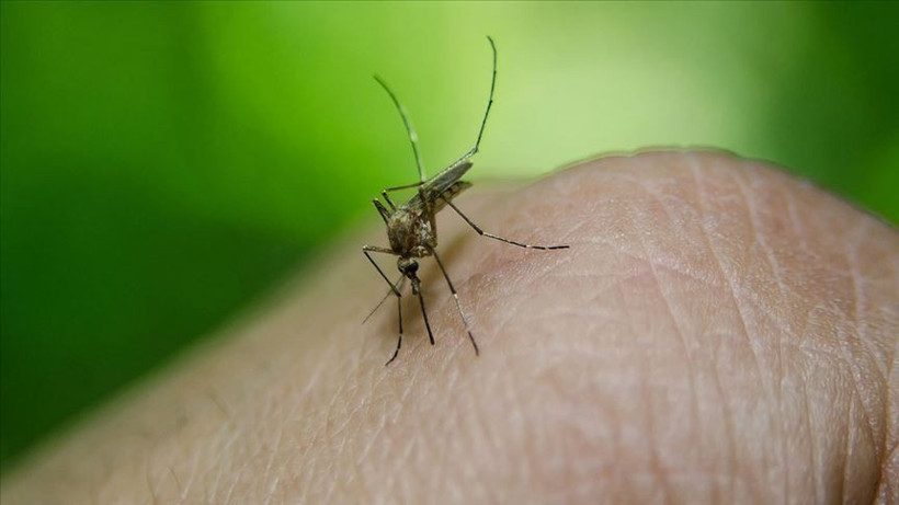 Sivrisinekleri evden uzak tutan 5 yöntem! Yaz boyunca rahat edeceksiniz - Resim: 4