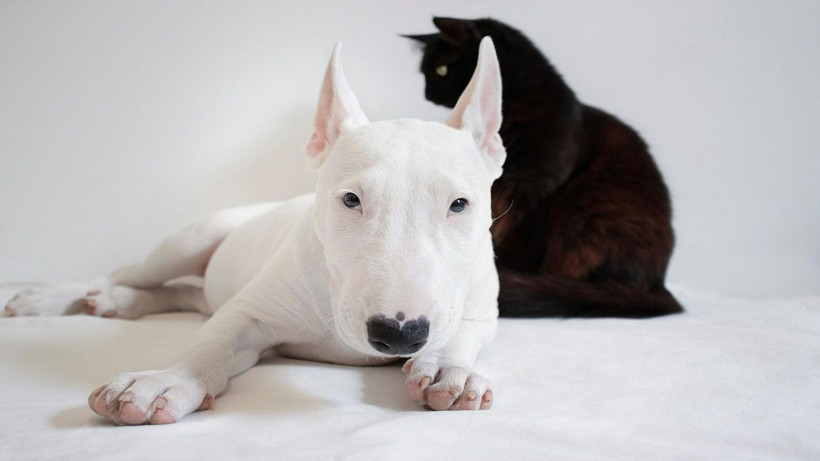Köpeklerle kediler birbirine nasıl alıştırılır? Evde kedi ve köpek besleyenler dikkat - Resim: 1