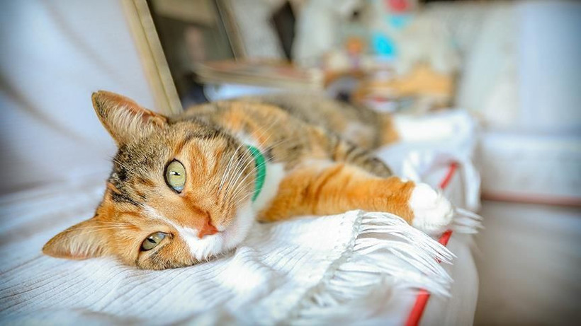 Kediler neden sıcakta uyumayı severler? Meğer çok masum bir nedeni varmış - Resim: 1