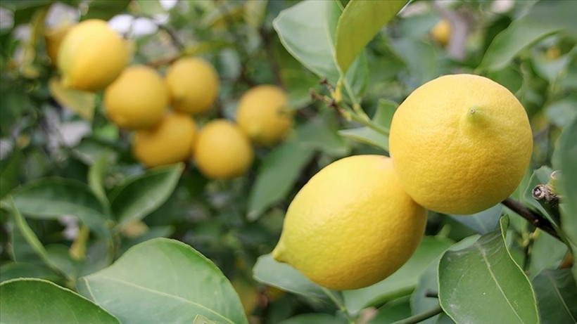Limon Çekirdekleri Neden Yutulmamalı? Dikkat Çeken Uyarı - Resim: 1