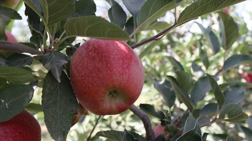 Günde 1 adet elma yerseniz o soruna 1 ay içinde veda edersiniz: - Resim: 4