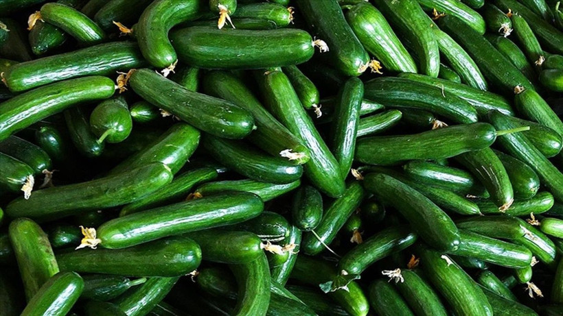 Salatalık kabukları neden çöpe atılmamalı? 5 müthiş faydası - Resim: 1