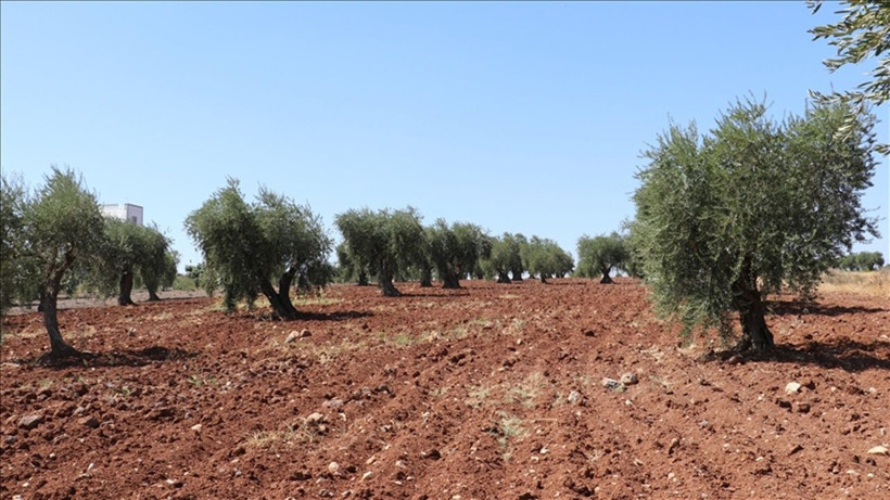 Aydın’da Yetişiyor: Fiyatı 200 Milyon Dolara Kadar Ulaştı! - Resim: 3