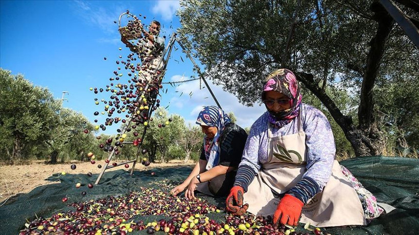 Aydın’da Yetişiyor: Fiyatı 200 Milyon Dolara Kadar Ulaştı! - Resim: 1