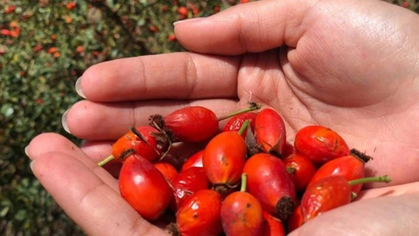 Doğada yüksek yerlerde yetişiyor! Köylülerin en iyi geçim kaynağı oldu - Resim: 2