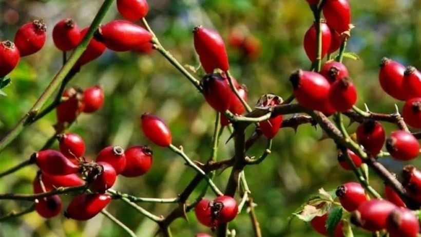 Doğada yüksek yerlerde yetişiyor! Köylülerin en iyi geçim kaynağı oldu - Resim: 3