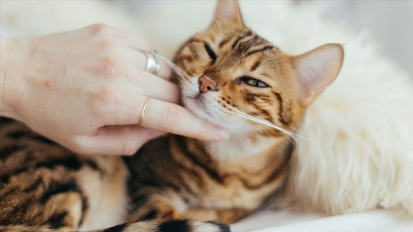 Kedileri huzursuz eden 5 şey! Birçok kedi sahibi bilmiyordu - Resim: 1