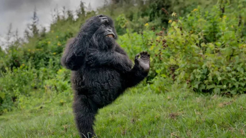 2025'in en komik hayvan fotoğrafları - Resim: 3