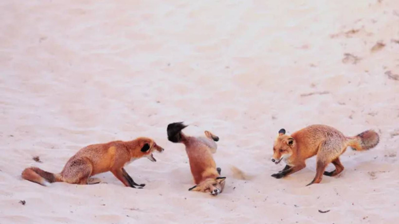 2025'in en komik hayvan fotoğrafları - Resim: 4