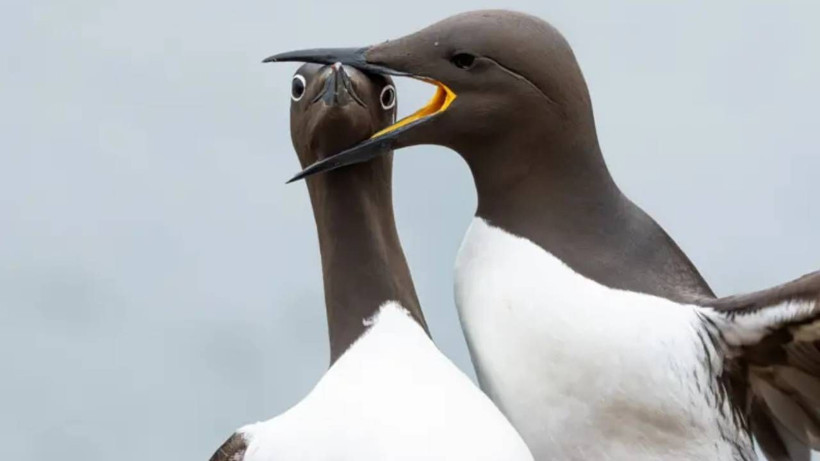 2025'in en komik hayvan fotoğrafları - Resim: 7