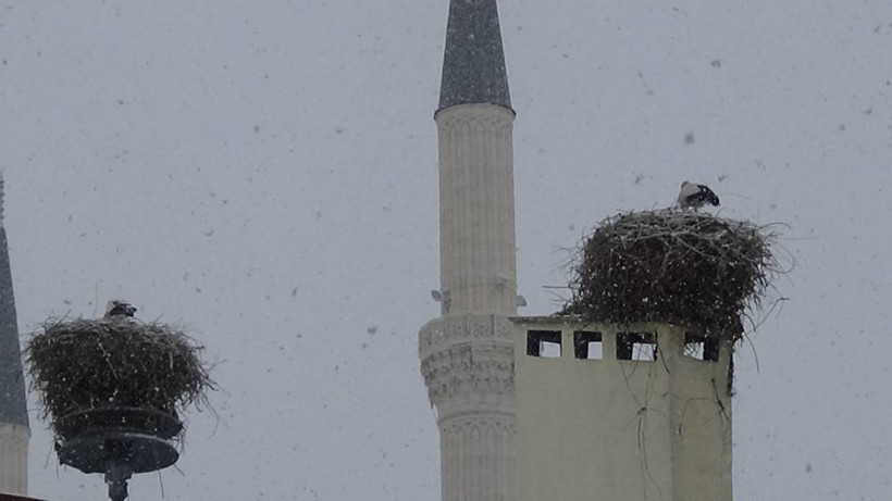Iğdır’a leyleklerin göçü başladı - Resim: 2