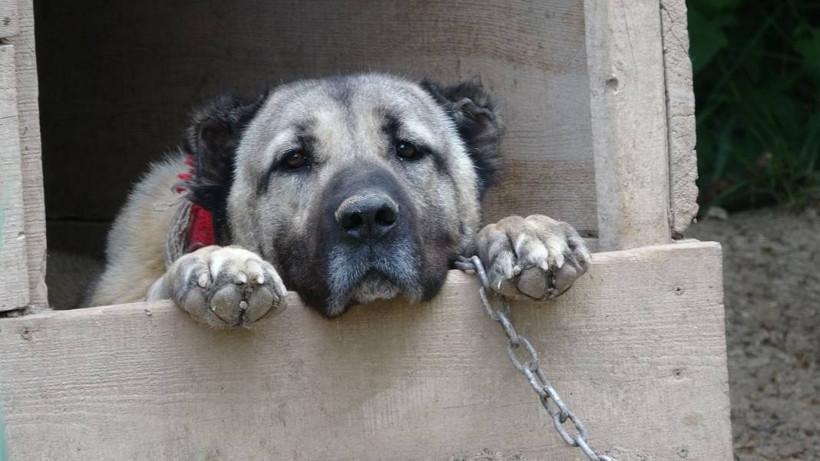 İklim krizi Kangal köpeklerini de etkiledi: Doğum oranı yüzde 50 düştü - Resim: 8