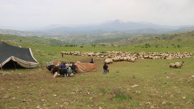 Serin yaylalara göç: Siirtli koçerlerin Herekol eteklerine doğru 'kolektif' yolculuğu - Resim: 5