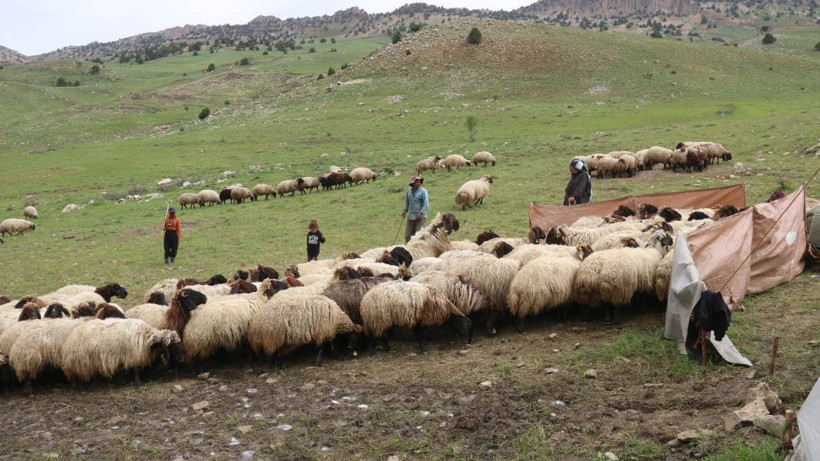 Serin yaylalara göç: Siirtli koçerlerin Herekol eteklerine doğru 'kolektif' yolculuğu - Resim: 3