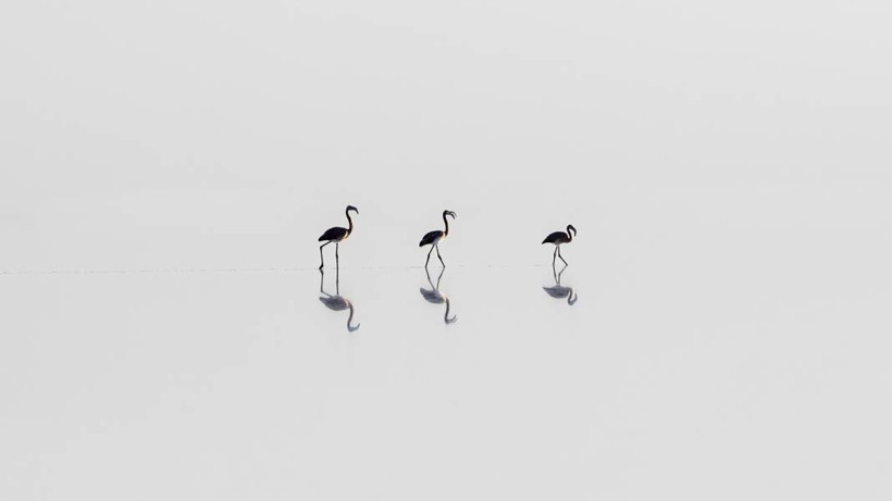 Tuz Gölü, 5 bin yavru flamingoya ev sahipliği yapıyor - Resim: 2