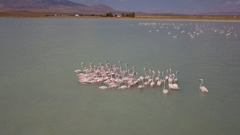 Bitlis'teki Arin Gölü, Urmiye'den gelen flamingolarla doldu - Resim: 3