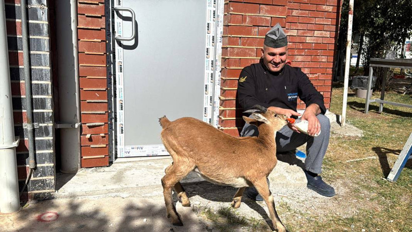 Dağ keçisi 'Paşa' baraj sahasını mesken tuttu: Biberonla besleniyor - Resim: 9