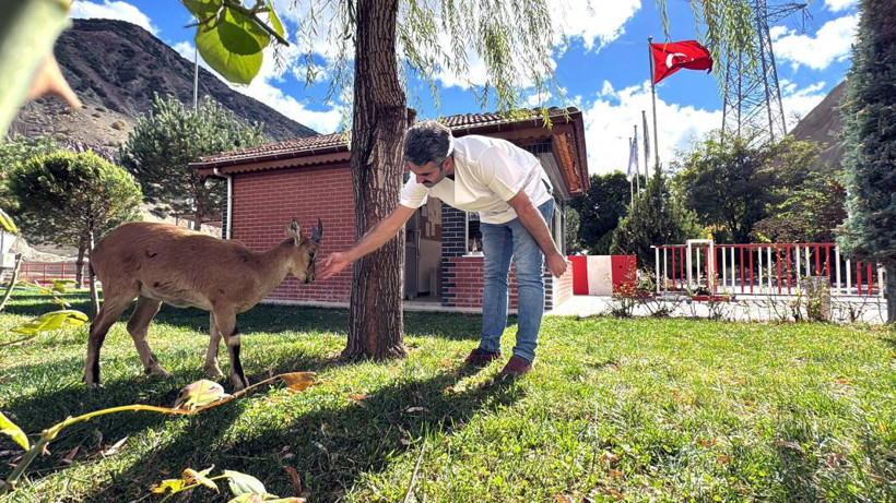Dağ keçisi 'Paşa' baraj sahasını mesken tuttu: Biberonla besleniyor - Resim: 20