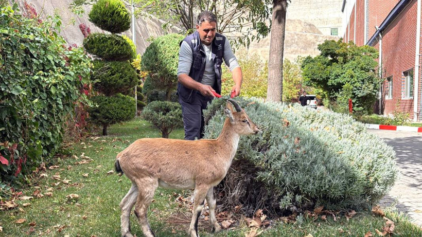 Dağ keçisi 'Paşa' baraj sahasını mesken tuttu: Biberonla besleniyor - Resim: 19
