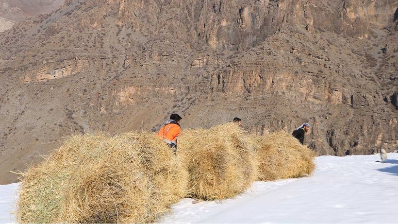 Hayvanları için topladıkları otları dağdan kızaklarla indiriyorlar - Resim: 2