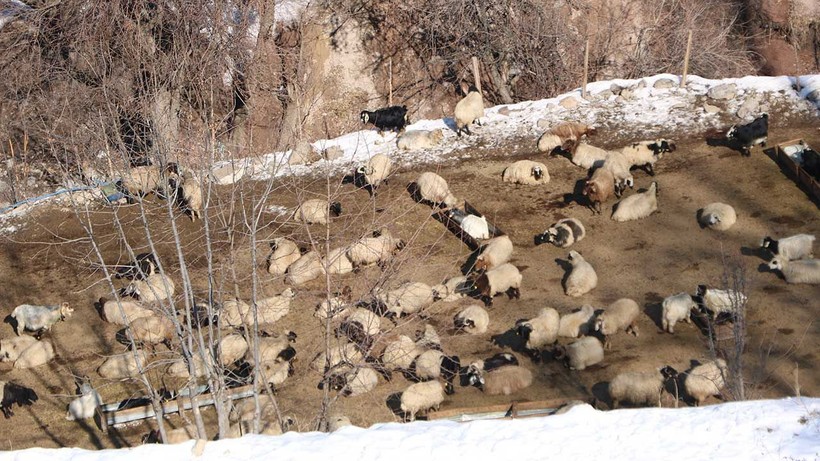 Hayvanları için topladıkları otları dağdan kızaklarla indiriyorlar - Resim: 4