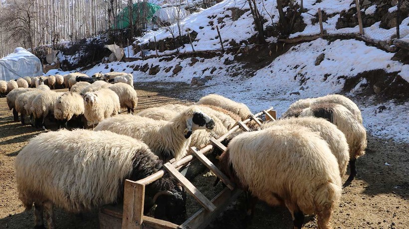 Hayvanları için topladıkları otları dağdan kızaklarla indiriyorlar - Resim: 5