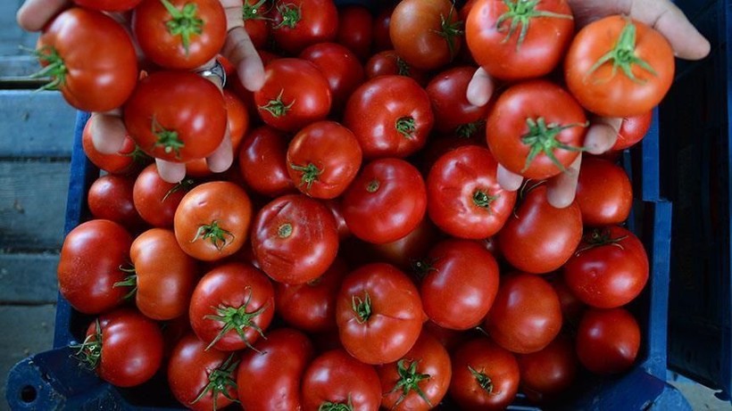 Domatesin çürümesini önleme yolları! 1 ay boyunca bozulmayacak - Resim: 4