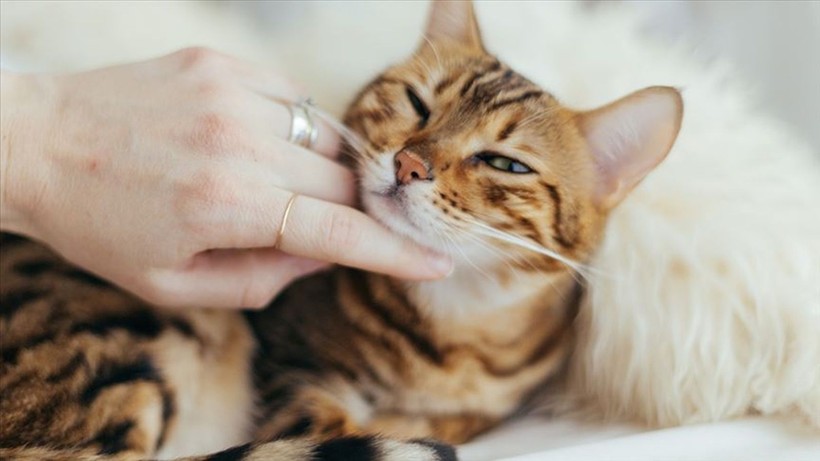 Kedileri huzursuz eden 5 şey! Birçok kedi sahibi bilmiyordu - Resim: 1