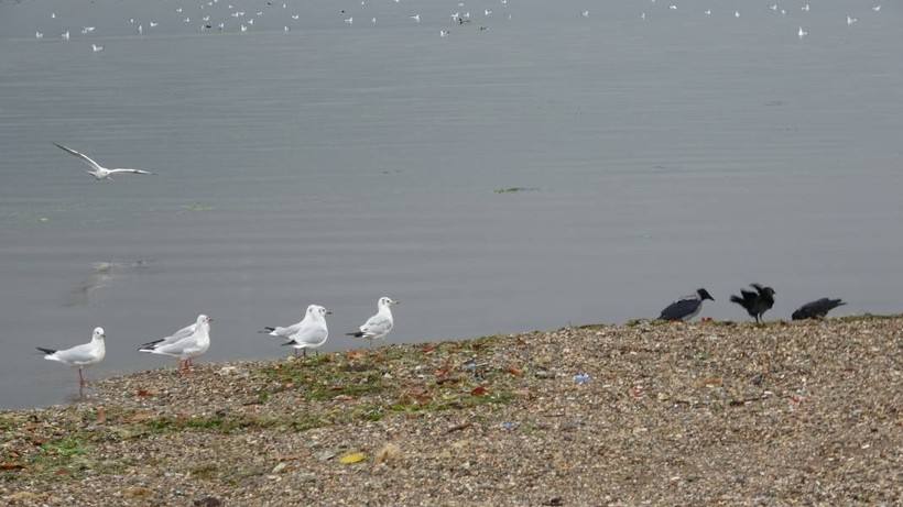 İzmit Körfezi’nde yüzlerce kuş birarada - Resim: 4