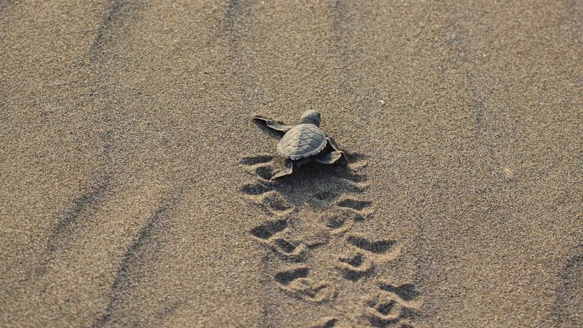 Akdeniz'de rekor sıcaklık: Caretta caretta yavrularının yüzde 90'ı dişi çıktı - Resim: 3