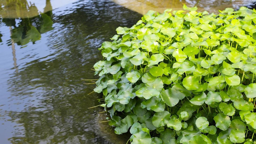 D&uuml;nyanın En Sağlıklı Yeşilliği A&ccedil;ıklandı - Resim : 1