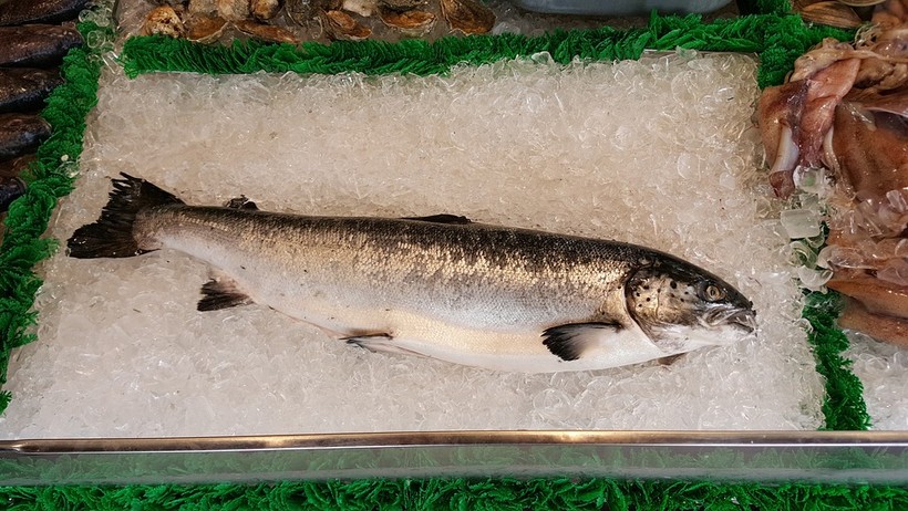 salmon-1958945-960-720.jpg