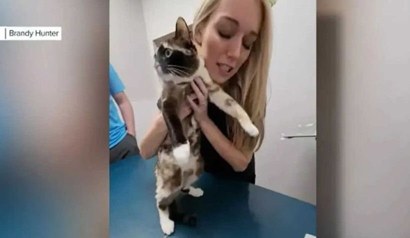kedi2.jpg