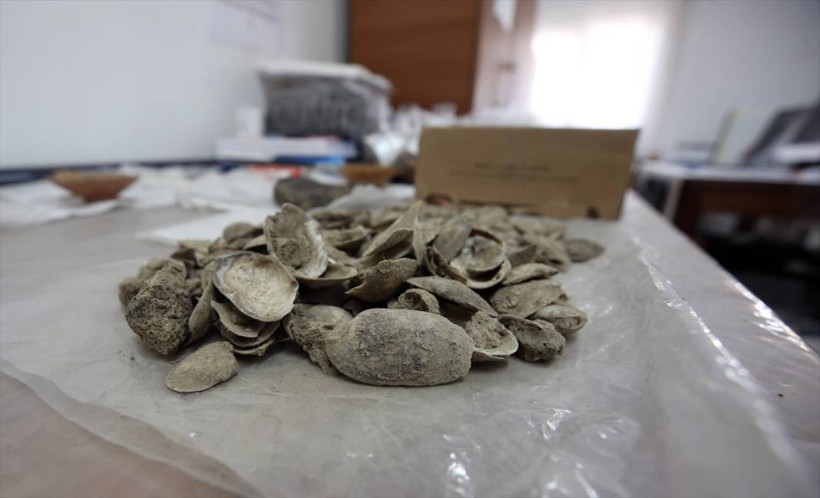 Aydın'daki Tepecik Höyüğü'nde 3 bin 500 yıllık midye kabukları bulundu - Resim: 1
