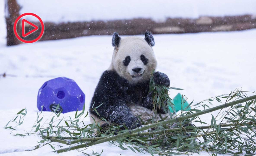 ABD’de karın keyfini pandalar çıkardı