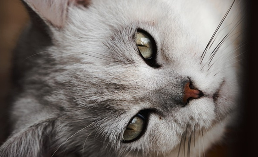 Uçakta unutulan kedi, 24 saatte 3 uçak yolculuğu yaptı