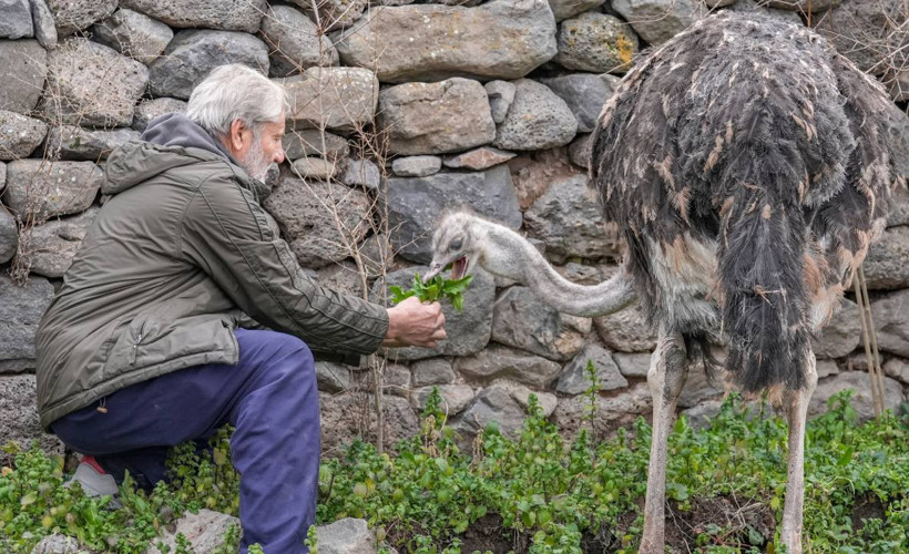 Diyarbakır'da kaçan deve kuşu büyüdüğü mahalleye döndü