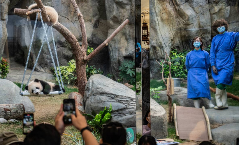 Yeni doğan ikiz pandalara ziyaretçi akını