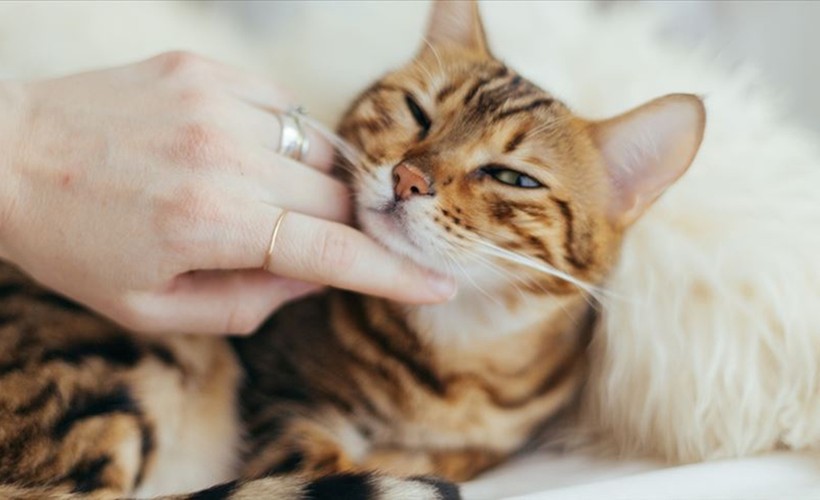Kedileri huzursuz eden 5 şey! Birçok kedi sahibi bilmiyordu